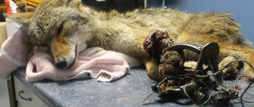Denne coyoten ble funnet i fotsaks med avgnagd bein, og ble tatt til veterinær av en dyrerettighetsorganisasjon. Her måtte den avlives på grunn av skadene, og obduksjon viste at den hadde sittet i fellen i to døgn. Foto: Critter Care Wildlife Society