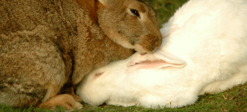 Kaniner er svært sosiale dyr. Foto: Øivind Pedersen/NOAH