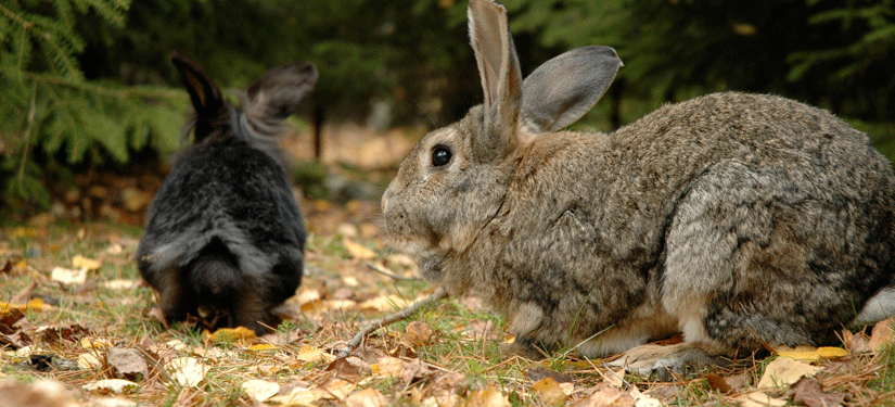 Kaniner lever gjerne i skog- og engområder, og trenger å bevege seg mye. Foto: Øivind Pedersen/NOAH