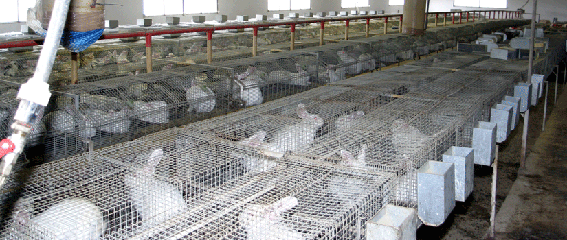 Store kaninfarmer finnes i både Italia og Frankrike. Foto: CAFT