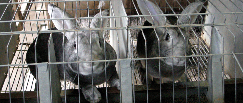 Kaniner sitter i bur i kommersiell produksjon både i Norge og i utlandet. Foto: CAFT