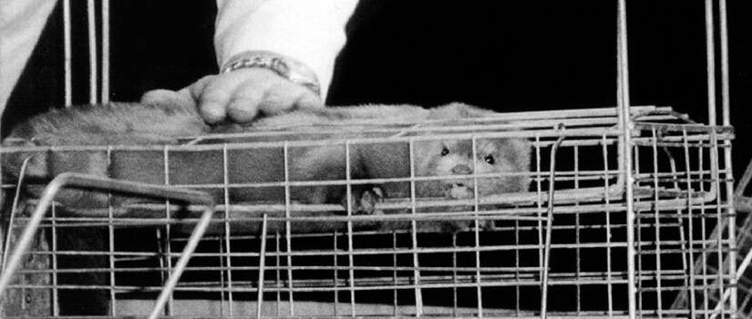 Pelsvurdering av mink. Foto: Jørn Aas/NOAH