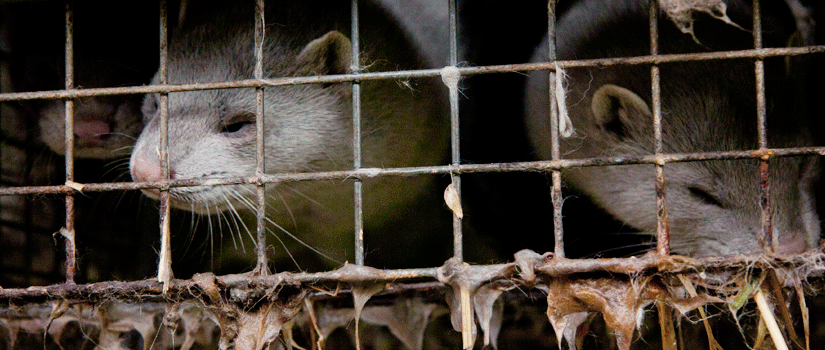 Minker lever flere i ett bur. Foto: Andreas Nor/NOAH